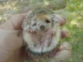 hedgehog