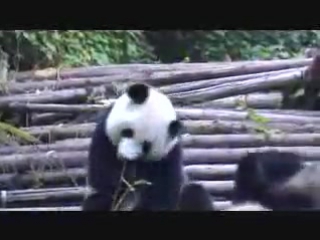 sneezing panda