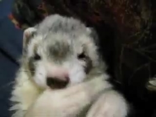 ferret washes